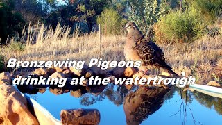 Bronzewing Pigeons drinking and displaying their iridescent wings.