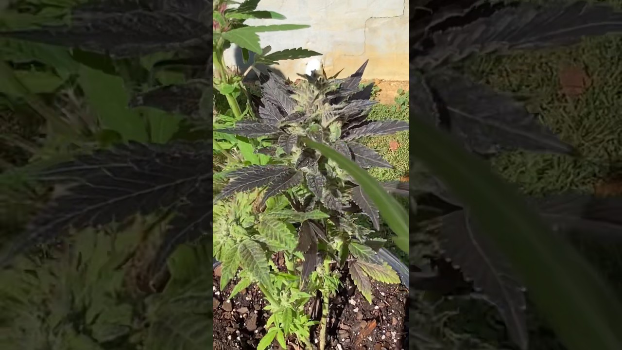 🌬️ 💨 Windy 🌬️💨 #viral #shortvideos #how #explore #viralvideos #idgaf #cannabis #health #outdoor