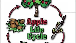 Apple Worksheet Ideas || Worksheet ideas for Kindergarten || Apple Worksheets