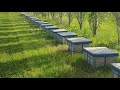 Beekeeping. На опылении в садах.