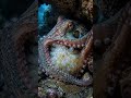 A Mother Octopus Protects Her Precious Eggs in the DeepSea#whale #WhaleFacts#oceanlife#marinebiology