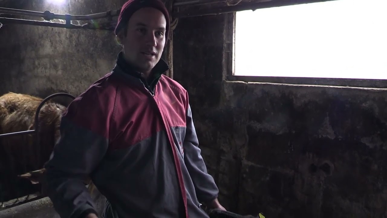 Ganaderos en su hábitat | Tudancas y blondas en Llanos | 7.2.2026