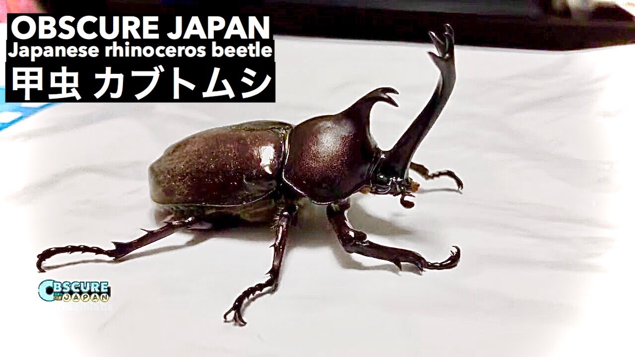Big Japanese Rhinoceros Beetle 甲虫 カブトムシ Obscure Japan Youtube