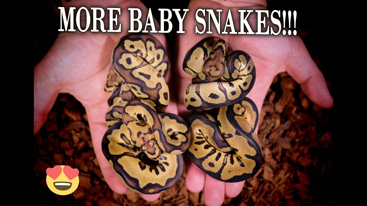 INCREDIBLE BALL PYTHON BABIES AND MY BREEDING PROJECTS!!! - YouTube