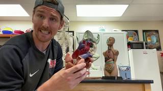 7th Grade Life Science Virtual Frog Dissection (Mr. Jones)