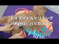 ToyPoodleGrooming part1 爪切りから身体バリカンまで