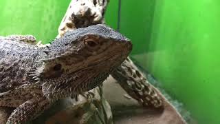 Tri-Cities Pets