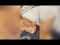 Cute Cats Showing Their Love to Their Owners - Funny Cat Videos 🐾