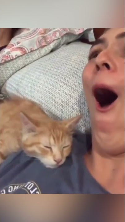 Cute Cats Showing Their Love to Their Owners - Funny Cat Videos 🐾