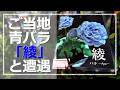An encounter with the elusive local blue rose 