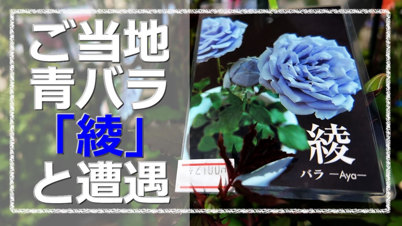 An encounter with the elusive local blue rose 