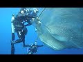 Whale Sharks Rescued From Net