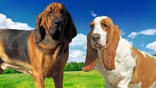 Blood hound vs Basset hound   Highlights