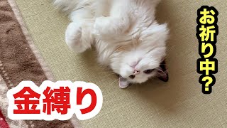 猫がしょっちゅう金縛りに遭います