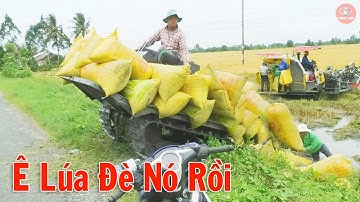 Máy Kéo Chở Lúa Lên Dốc Rớt Lúa Đè Người Quá Nguy Hiểm #thanhhaumaycat