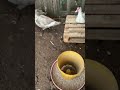 Мускусные утки зимой в теплице