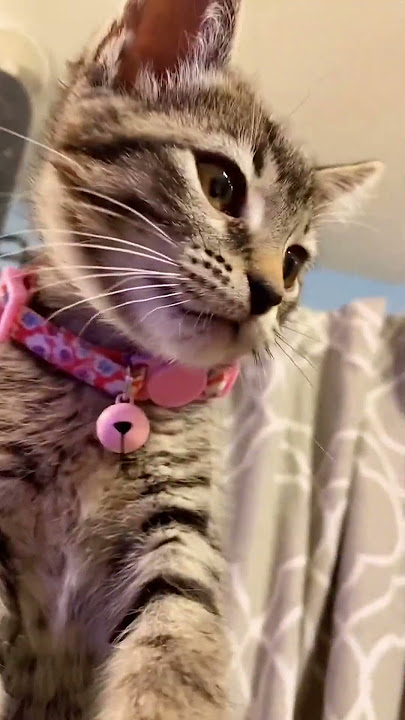 Baby Bella throwback #asmr #kitten #meow #petsagainstabuse