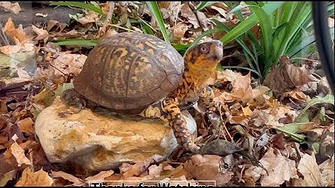 Awesome Large Box Turtle Terrarium - cleaning