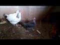 Razas de mis gallinas parte 1