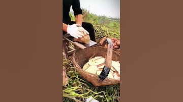 Thumbnail of Cool technique for farmers to quickly slice cassava using traditional tools #shorts