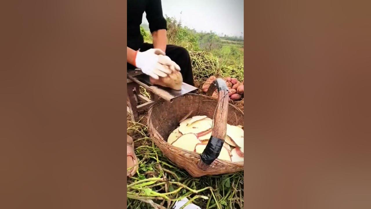 Cool technique for farmers to quickly slice cassava using traditional tools #shorts