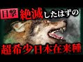 【未確認生物/UMA】聖獣か害獣か?絶滅したはずのUMA「ニホンオオカミ」