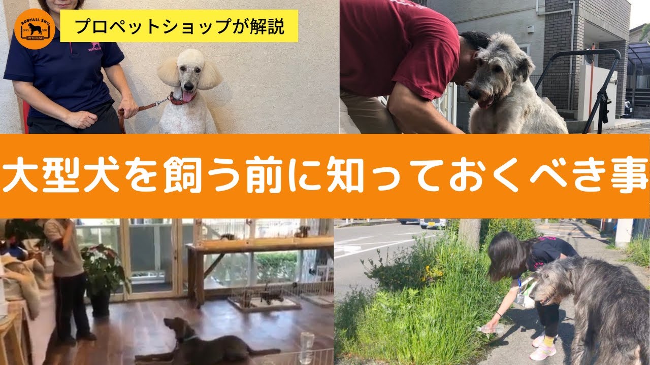 大型犬を飼う前に知っておくべき事 7選 Youtube 大型犬を飼う前に知っておくべき事 7選 Youtube