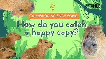 How Do You Catch a Happy Capy? - CAPYBARA SCIENCE SONG - TUMBLE PODCAST VIDEO