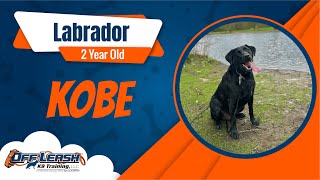 Best Labrador Dog Training | Kobe | Dog Training in London by Off-Leash K9 Training London 18 views 2 days ago 6 minutes, 34 seconds