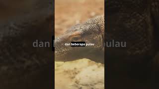 Fakta Menarik Tentang Komodo: Predator Purba yang Masih Hidup!