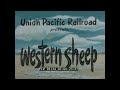 " WESTERN SHEEP "  WOOL PRODUCTION & SHEEP RANCHING 1950s UNION PACIFIC RAILROAD FILM  96734