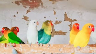lovebirds release in colony season off #saaviaryquetta