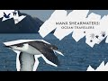 Get acquainted with manx shearwater our epic ocean travellers  save our wild isles