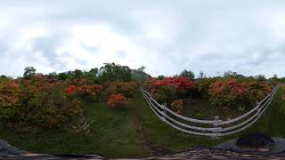 赤城山のツツジ 郡馬屈指の名所 開花情報や見頃は 新緑 つつじweekも開催 前橋市富士見町