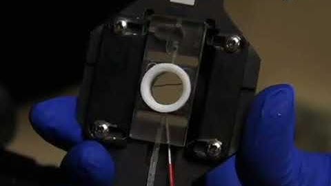 Calcium Imaging of Cortical Neurons using Fura 2 AM