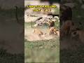 lion vs lion killing fight _ lion fight status #shorts #scarface #lion #sher #animalwarrior #wild