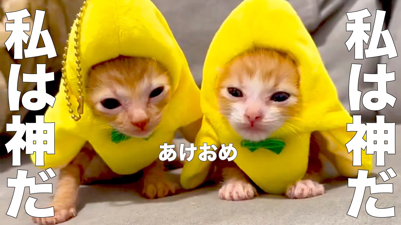 Cat God Welcomes the New Year [Dubbing] - YouTube