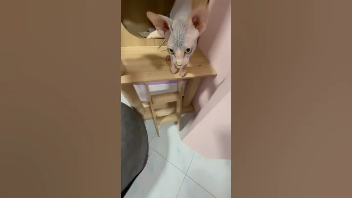 Watch the video about Baby Sphynx Cat Conan&rsquo;s Purr-fect Cat Tree Adventure! 😹🐾 Climb, Play, Repeat! #Shorts