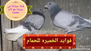 فوايد الخميره للحمام/واهميتها فى تسمين الزغاليل وزيادة وزنهم/هو ده سر نجاح مشروع الحمام