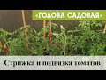 Голова садовая - Стрижка и подвязка томатов