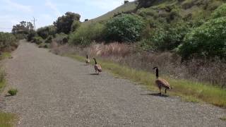 Phunky Phowl : Crazy birds!