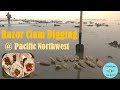 Razor Clam Digging and Recipe at Pacific Coast North West #TeamClamShovel #TeamClamGun