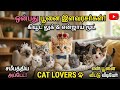 Cat baby Prince cat cute look enjoy mood latest update my cat home video for CAT lovers pets 