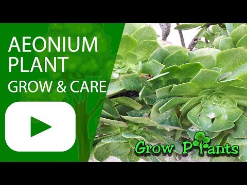 Aeonium plant - growing and care