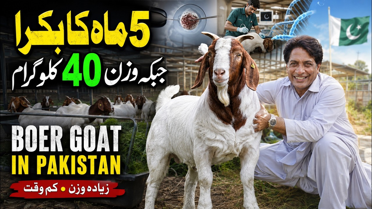 Boer Goat Breeding in Pakistan: Embryo Transfer, Weight Gain & Commercial Farming