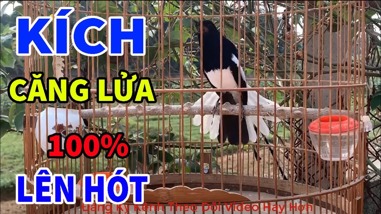 [ HAY TUYỆT ] Chòe than HÓT MÚA CĂNG LỬA//Kích chòe hót || ĐẲNG CẤP