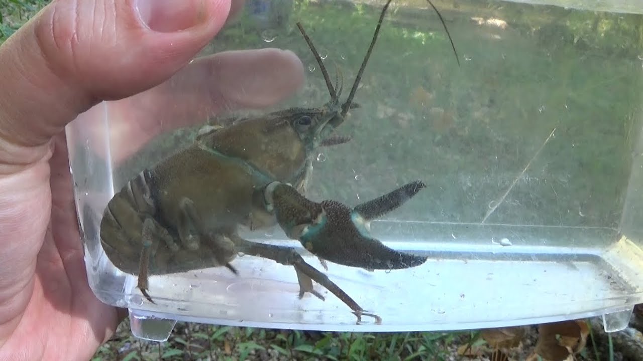 Cangrejo señal (Pacifastacus leniusculus). ¡ALERTA, especie invasora! GONZALO.