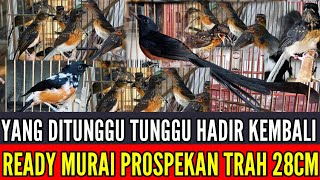 Download Lagu 🔴 HADIR KEMBALI PILIHAN BANYAK MURAI TROTOL SUPER TRAH EKOR KLEWERR 0838-7553-6945 MP3 Download Lagu 🔴 HADIR KEMBALI PILIHAN BANYAK MURAI TROTOL SUPER TRAH EKOR KLEWERR 0838-7553-6945 MP3