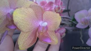 #Орхидеи #цветение моих прекрасных орхидей 🧚‍♀️часть2🧚‍♀️