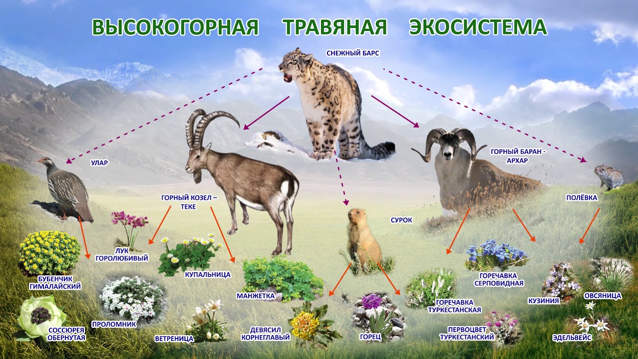 Живые организмы в степи. Высокогорная экосистема. Экосистема степи. Биогеоценоз степи. Обитатели экосистемы.